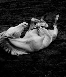 Albino paard